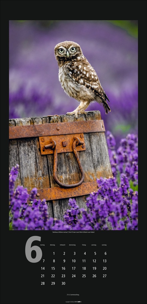 Weitere Ansicht: Eulen Kalender 2027