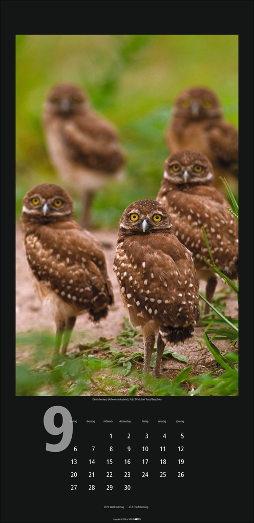 Weitere Ansicht: Eulen Kalender 2027