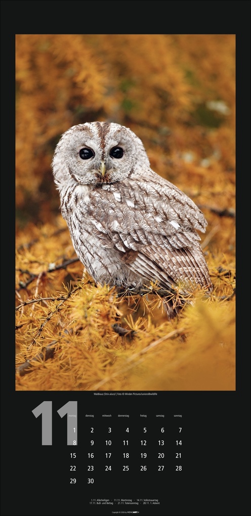 Weitere Ansicht: Eulen Kalender 2027