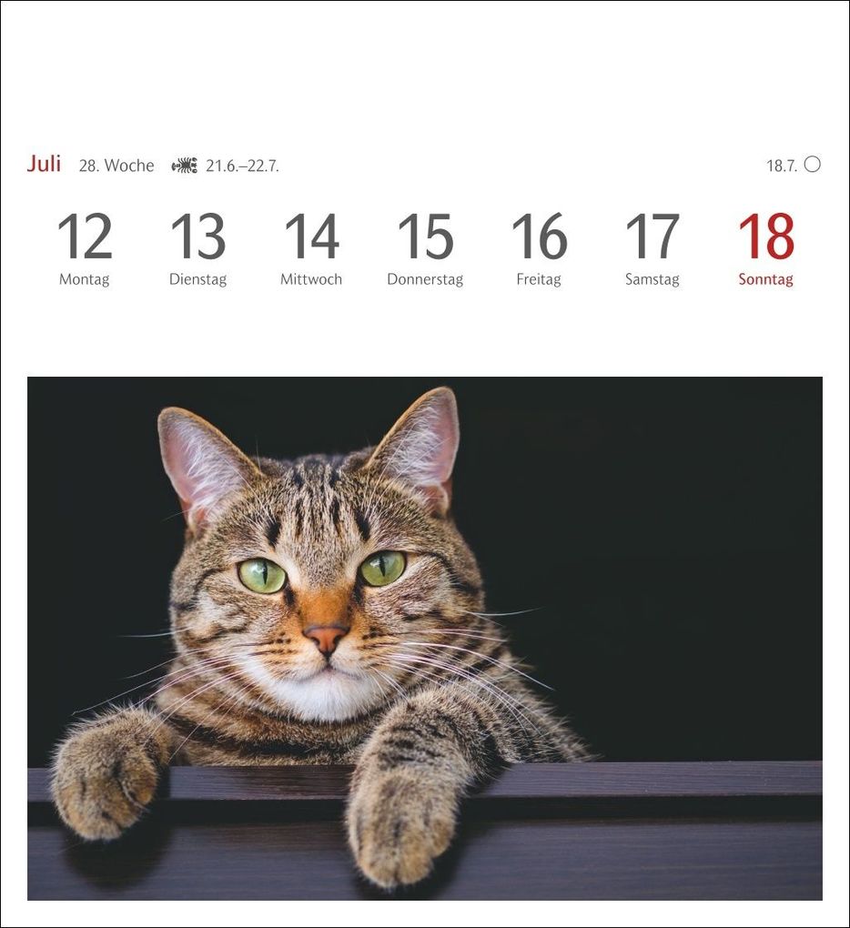 Weitere Ansicht: Katzen Postkartenkalender 2027 - Wochenkalender mit 53 Postkarten