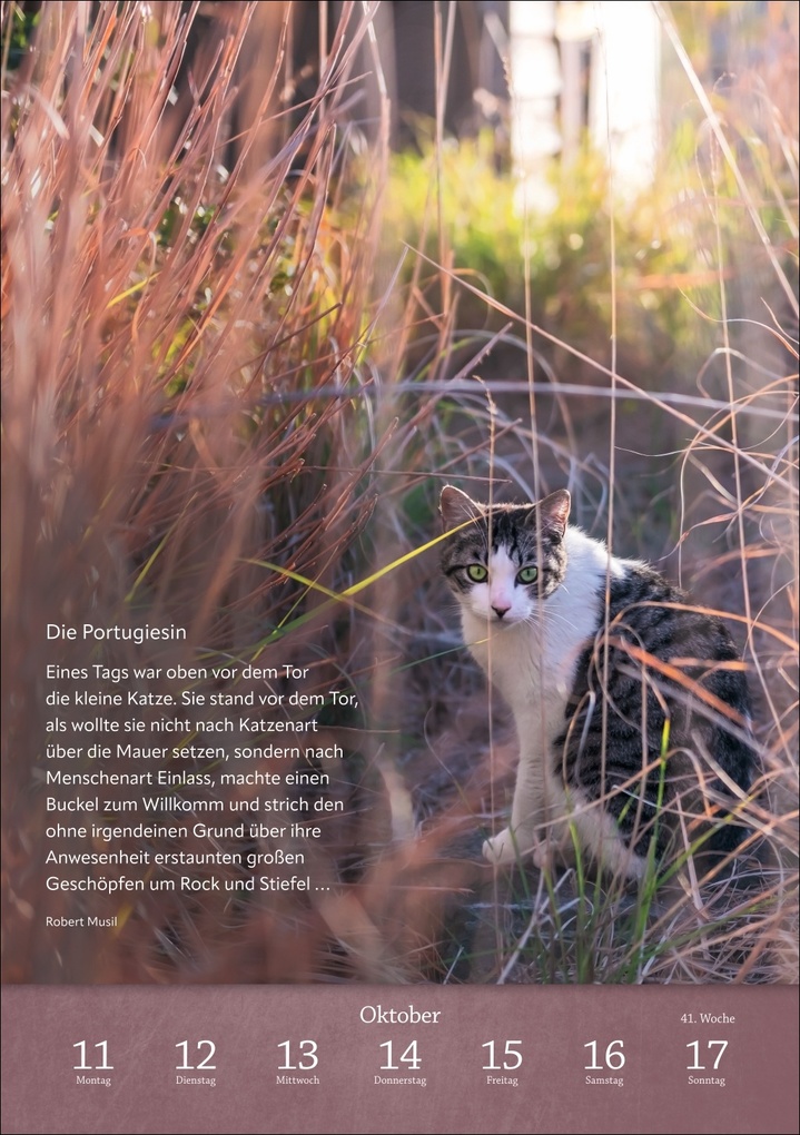 Weitere Ansicht: Literaturkalender Katzen Wochen-Kulturkalender 2027