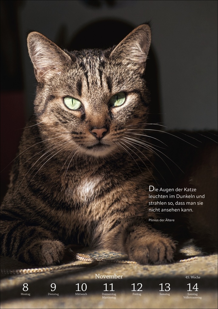 Weitere Ansicht: Literaturkalender Katzen Wochen-Kulturkalender 2027
