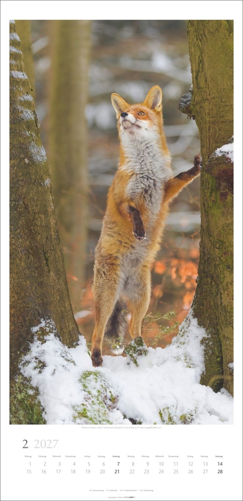 Weitere Ansicht: Im Wald Kalender 2027