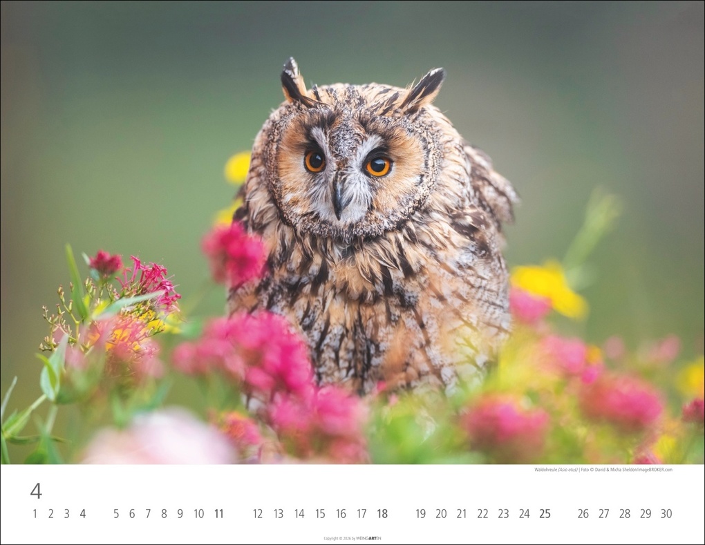 Weitere Ansicht: Eulen Kalender 2027