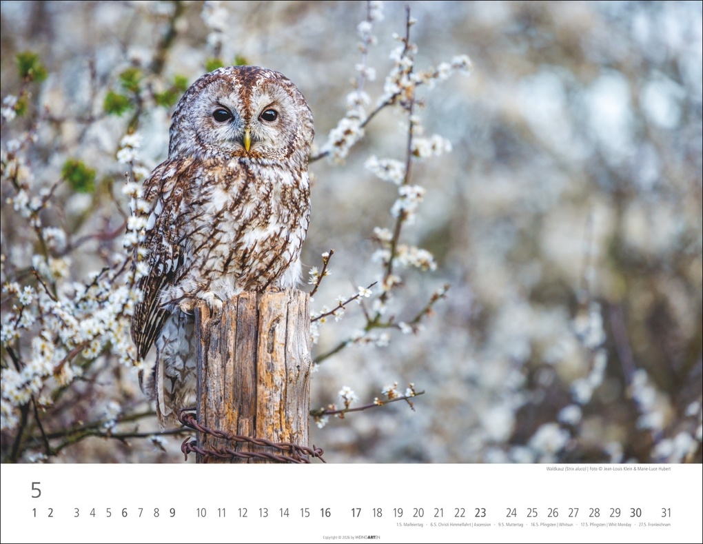 Weitere Ansicht: Eulen Kalender 2027