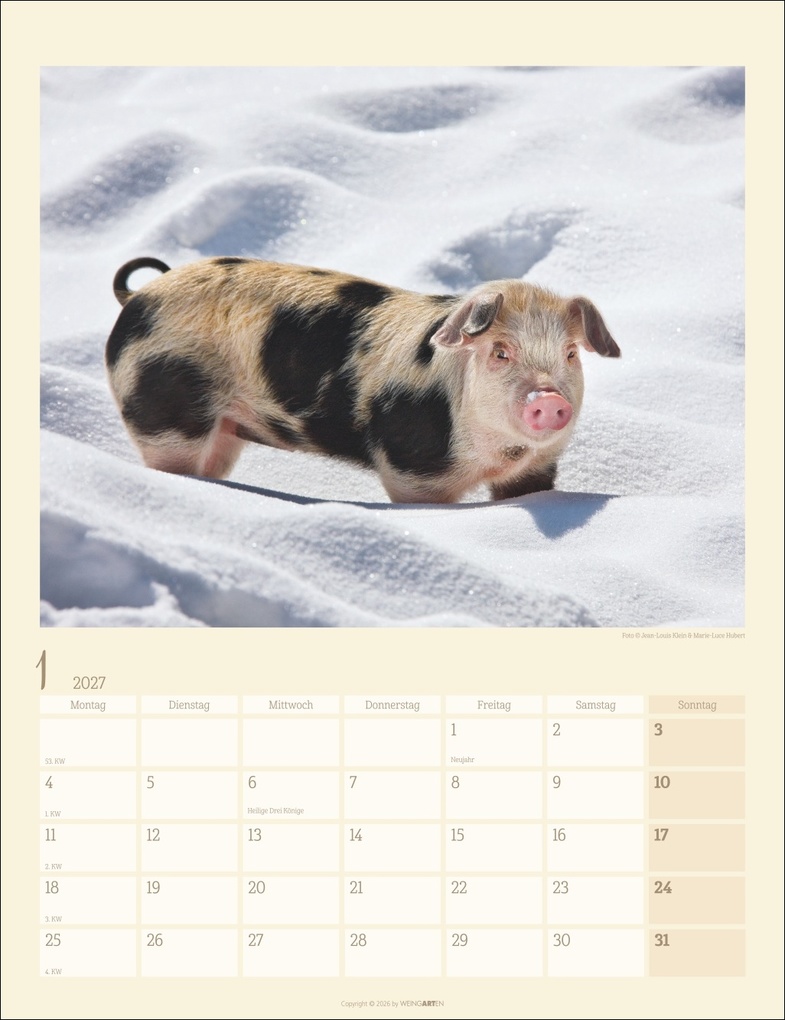 Weitere Ansicht: Schweinchen Kalender 2027