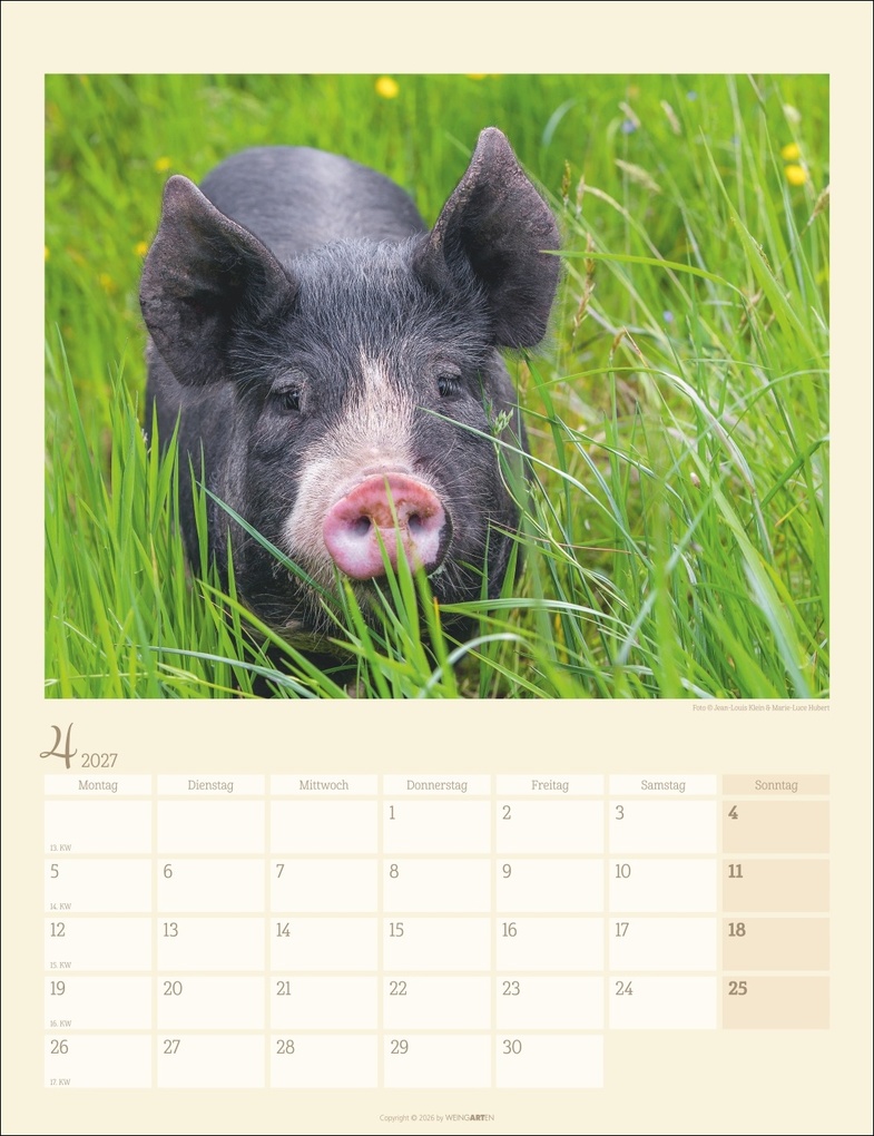 Weitere Ansicht: Schweinchen Kalender 2027