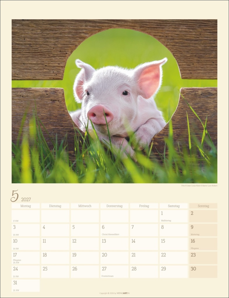 Weitere Ansicht: Schweinchen Kalender 2027