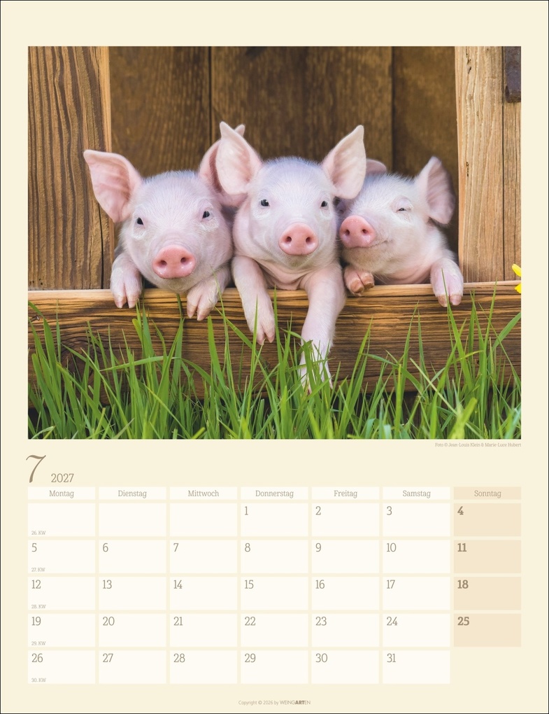 Weitere Ansicht: Schweinchen Kalender 2027
