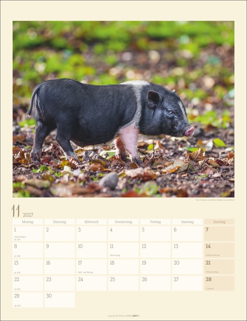 Weitere Ansicht: Schweinchen Kalender 2027