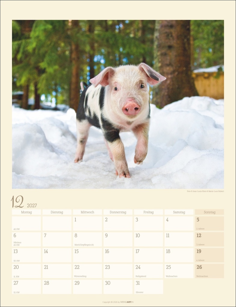 Weitere Ansicht: Schweinchen Kalender 2027