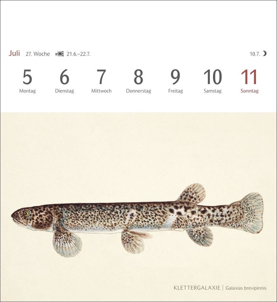 Weitere Ansicht: Fische Postkartenkalender 2027 - Postkartenkalender mit 53 historischen Zeichnungen