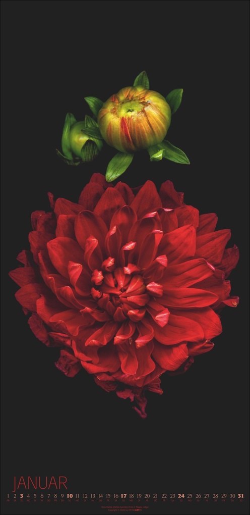 Weitere Ansicht: Die Magie der Blumen Kalender 2027