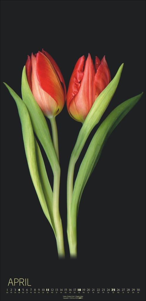 Weitere Ansicht: Die Magie der Blumen Kalender 2027