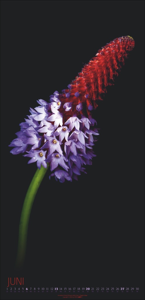 Weitere Ansicht: Die Magie der Blumen Kalender 2027