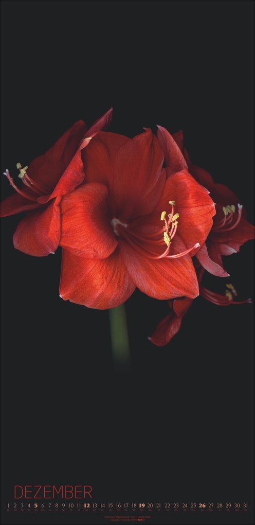 Weitere Ansicht: Die Magie der Blumen Kalender 2027