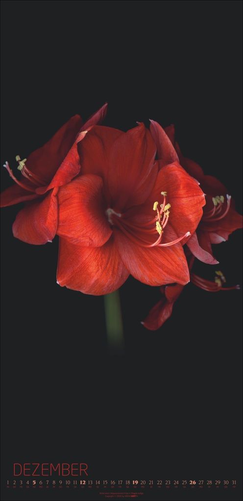 Weitere Ansicht: Die Magie der Blumen Kalender 2027