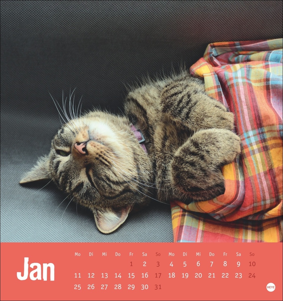 Weitere Ansicht: Tierisch entspannte Katzen Postkartenkalender 2027
