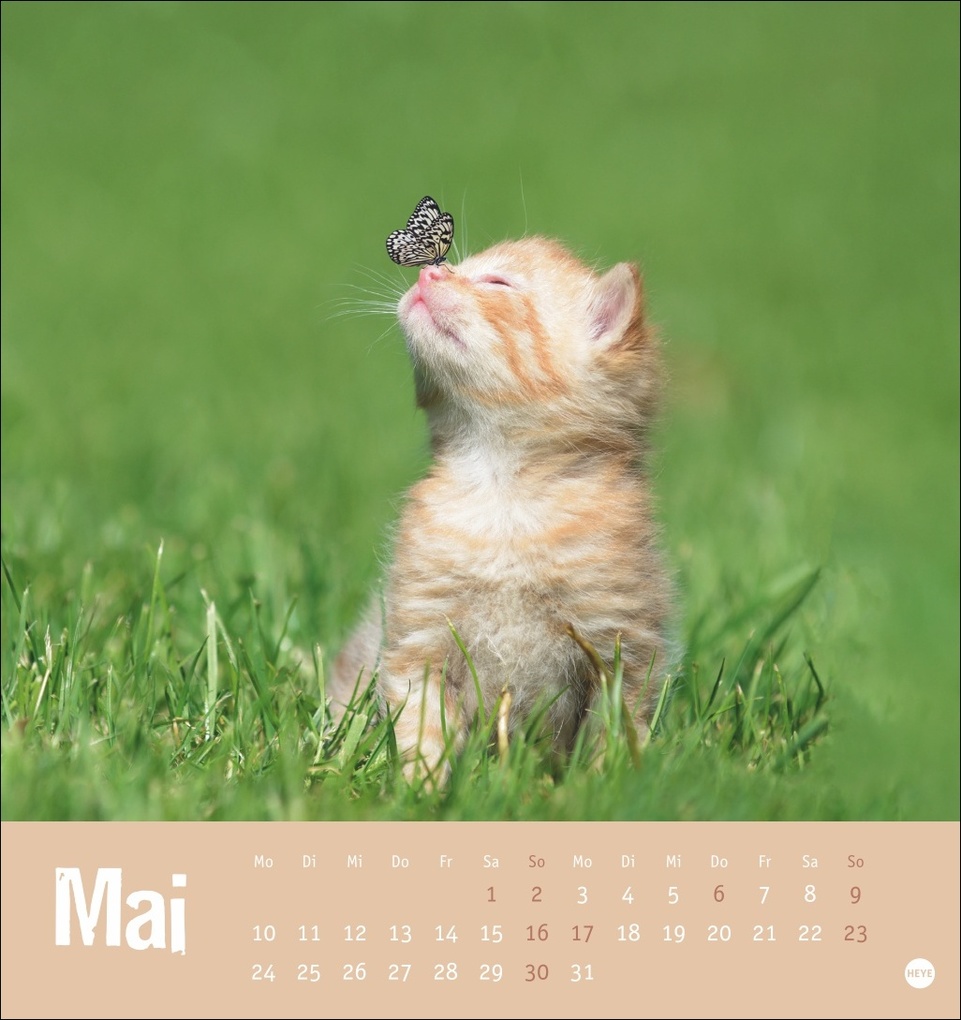 Weitere Ansicht: Tierisch entspannte Katzen Postkartenkalender 2027