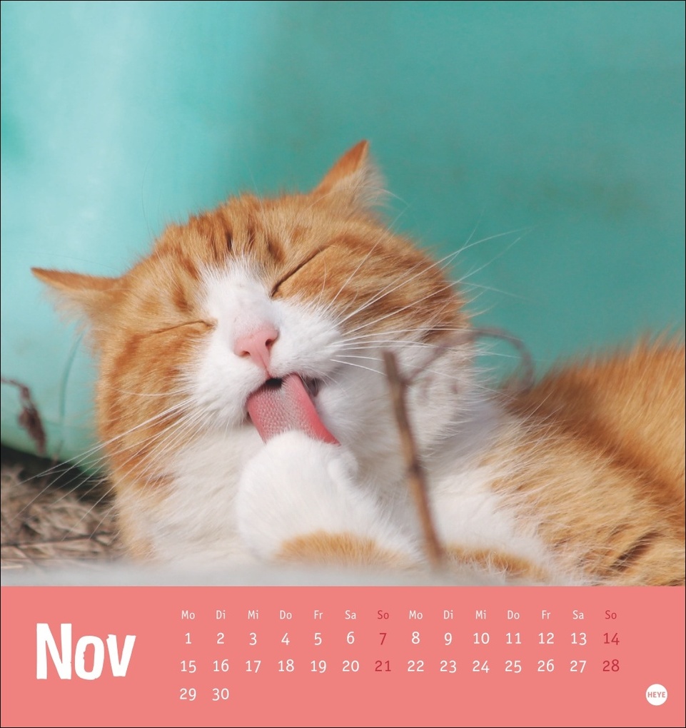 Weitere Ansicht: Tierisch entspannte Katzen Postkartenkalender 2027