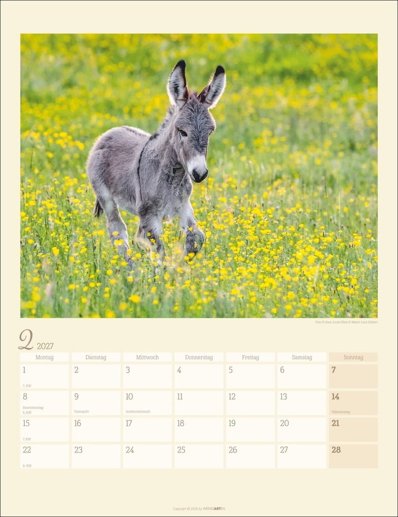 Weitere Ansicht: Esel Kalender 2027