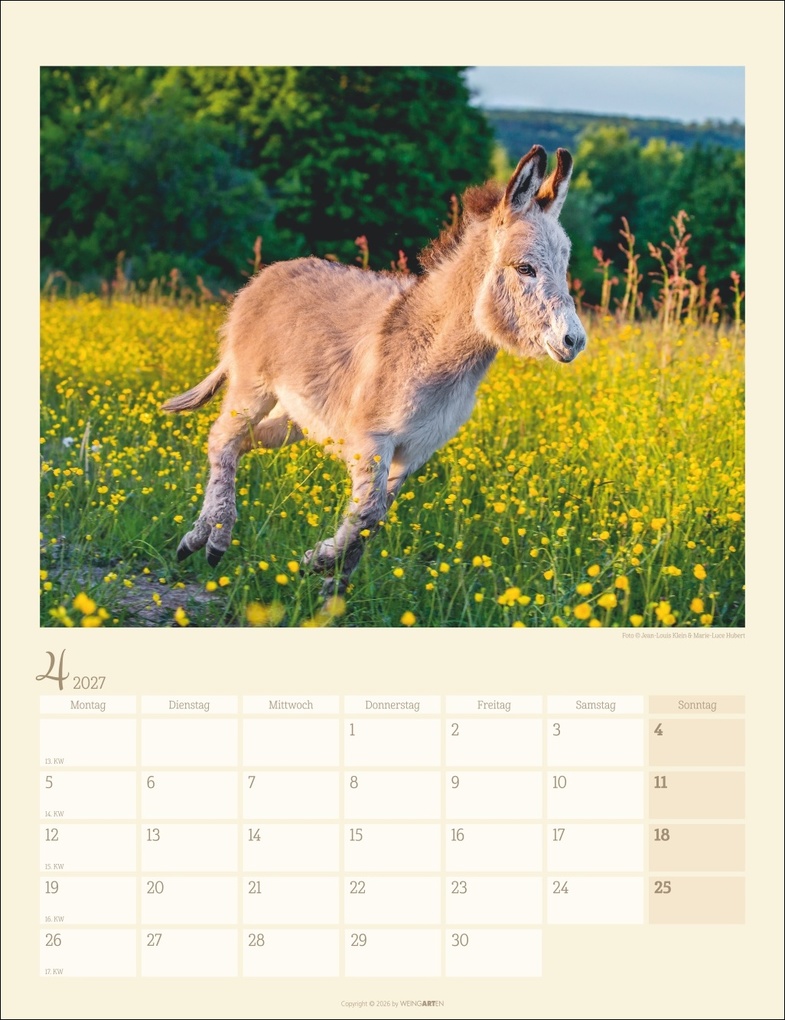 Weitere Ansicht: Esel Kalender 2027