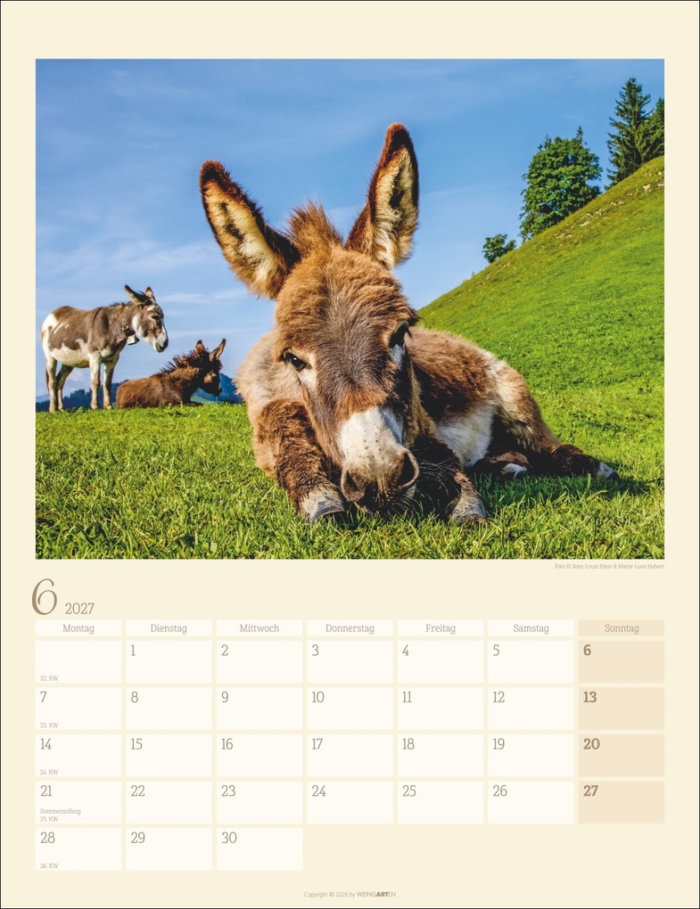 Weitere Ansicht: Esel Kalender 2027