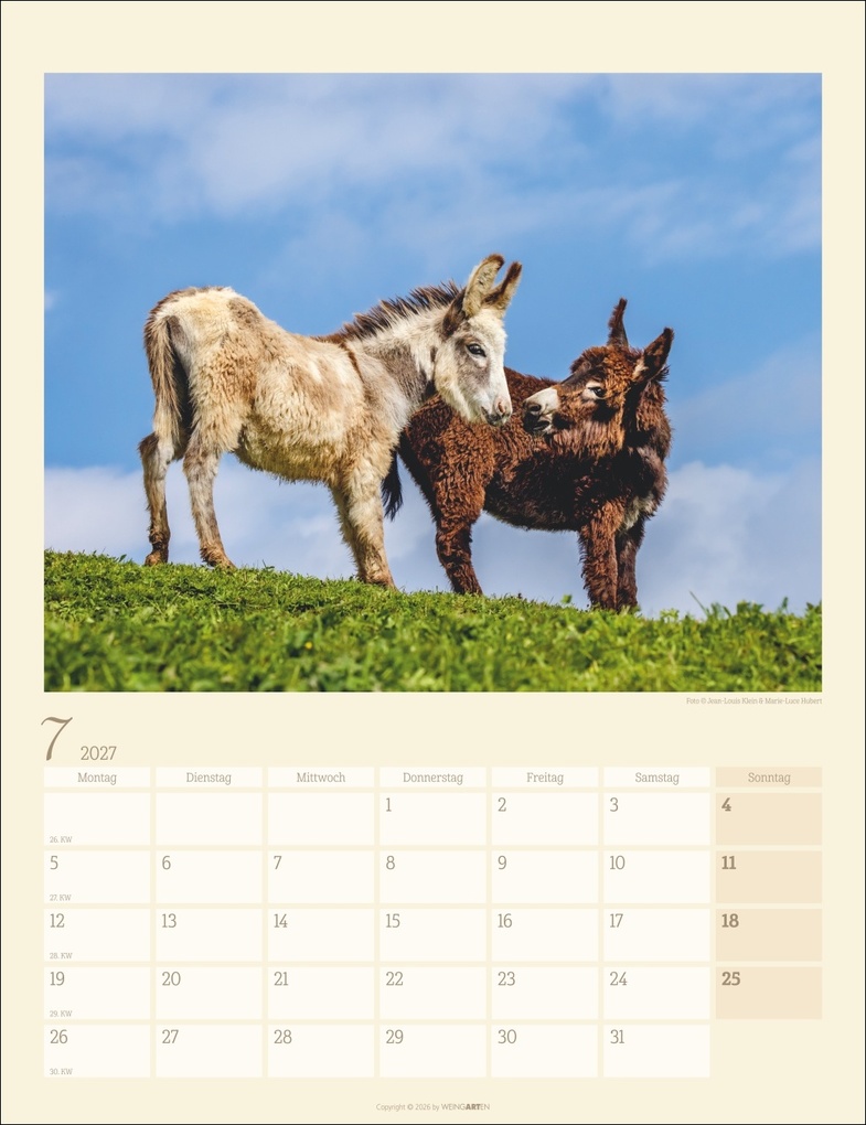 Weitere Ansicht: Esel Kalender 2027
