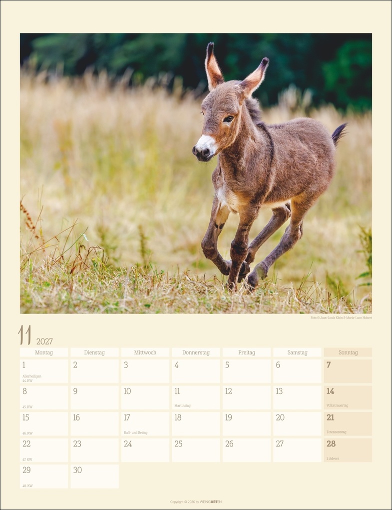Weitere Ansicht: Esel Kalender 2027