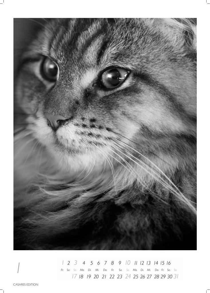 Weitere Ansicht: Cats schwarz-weiss Kalender 2027 - Wandkalender | Fotokalender Tierkalender Grosses Format 59x42cm. - Katzenkalender | Perfekt für Katzenliebhaber und Tierkalenderfans