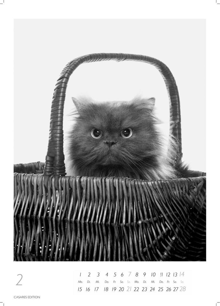 Weitere Ansicht: Cats schwarz-weiss Kalender 2027 - Wandkalender | Fotokalender Tierkalender Grosses Format 59x42cm. - Katzenkalender | Perfekt für Katzenliebhaber und Tierkalenderfans