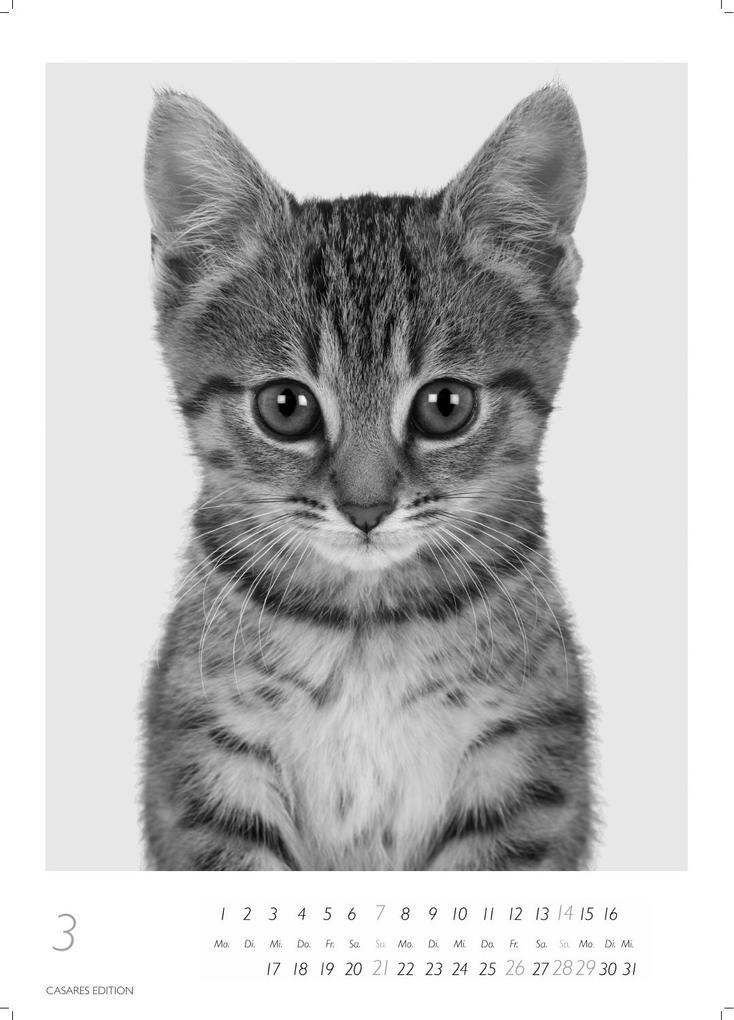 Weitere Ansicht: Cats schwarz-weiss Kalender 2027 - Wandkalender | Fotokalender Tierkalender Grosses Format 59x42cm. - Katzenkalender | Perfekt für Katzenliebhaber und Tierkalenderfans