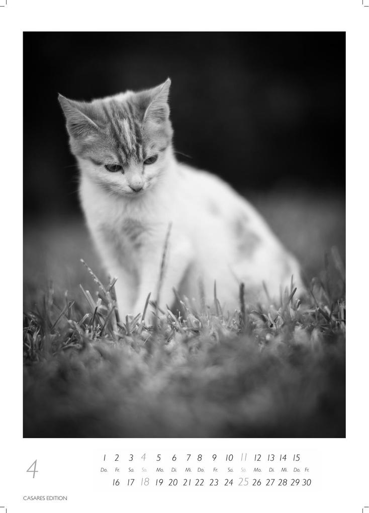 Weitere Ansicht: Cats schwarz-weiss Kalender 2027 - Wandkalender | Fotokalender Tierkalender Grosses Format 59x42cm. - Katzenkalender | Perfekt für Katzenliebhaber und Tierkalenderfans
