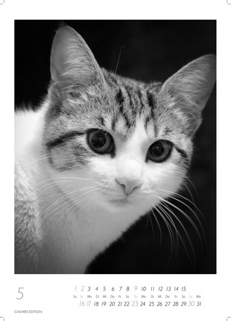 Weitere Ansicht: Cats schwarz-weiss Kalender 2027 - Wandkalender | Fotokalender Tierkalender Grosses Format 59x42cm. - Katzenkalender | Perfekt für Katzenliebhaber und Tierkalenderfans