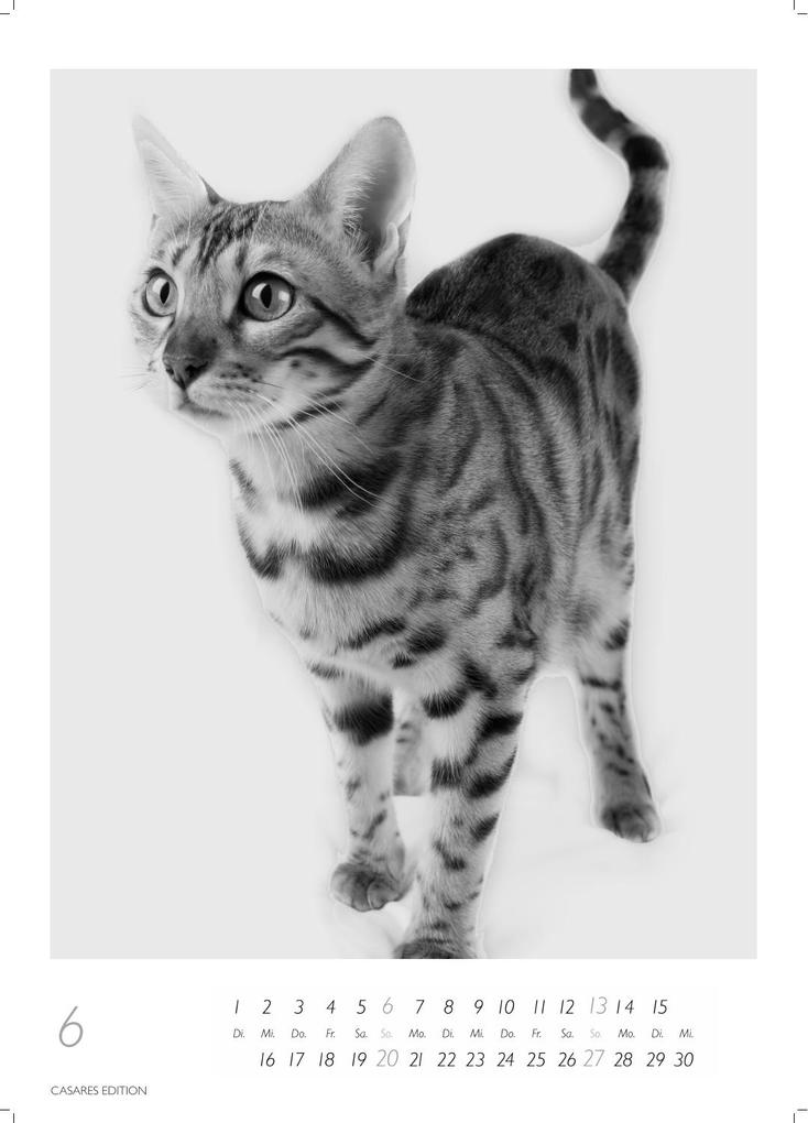 Weitere Ansicht: Cats schwarz-weiss Kalender 2027 - Wandkalender | Fotokalender Tierkalender Grosses Format 59x42cm. - Katzenkalender | Perfekt für Katzenliebhaber und Tierkalenderfans