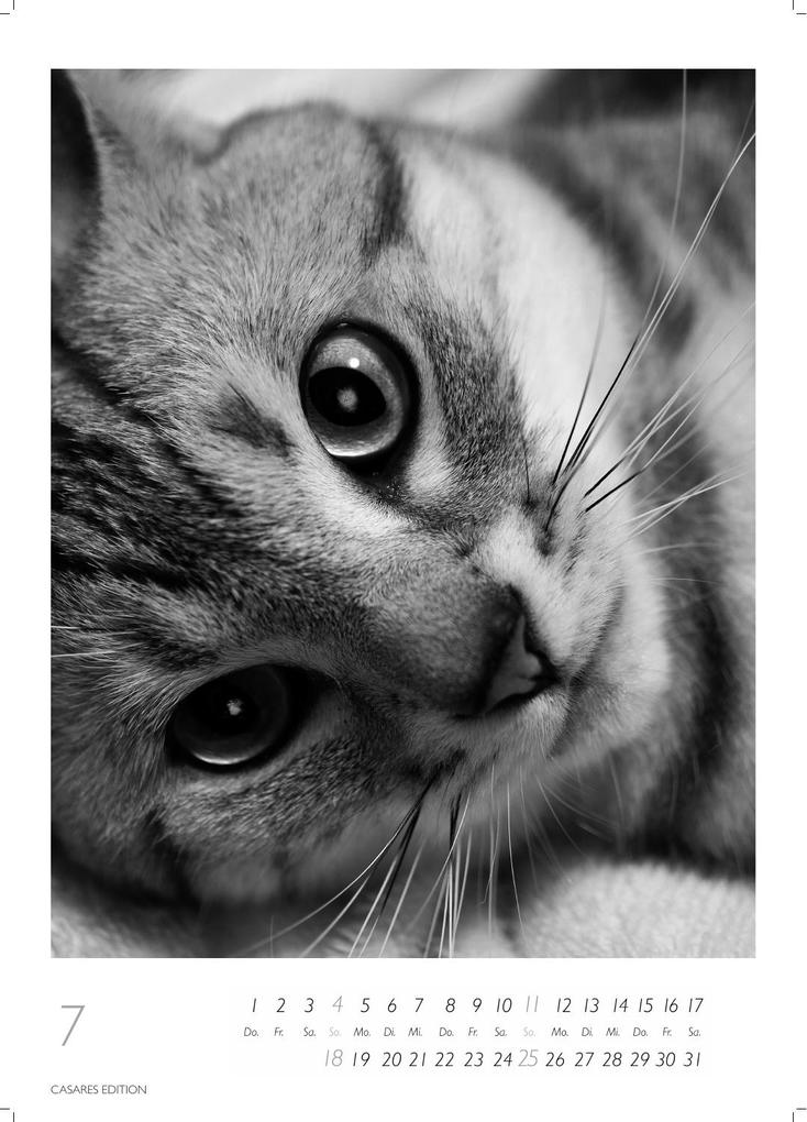 Weitere Ansicht: Cats schwarz-weiss Kalender 2027 - Wandkalender | Fotokalender Tierkalender Grosses Format 59x42cm. - Katzenkalender | Perfekt für Katzenliebhaber und Tierkalenderfans
