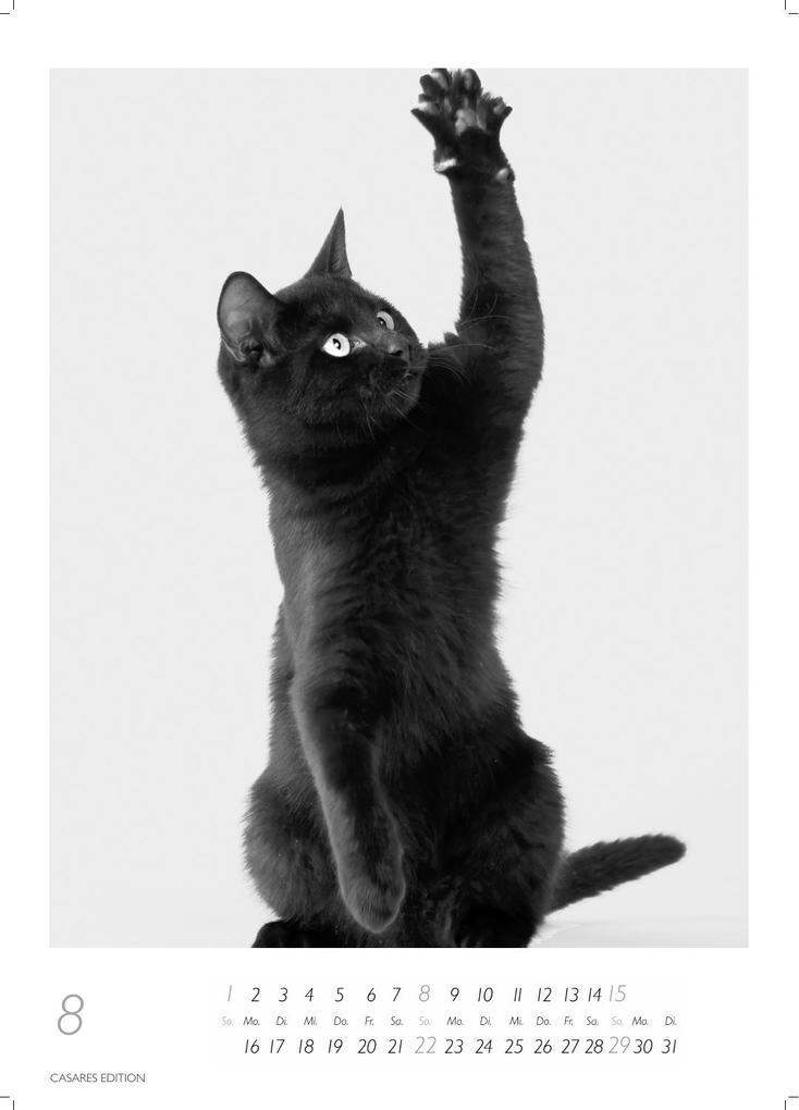 Weitere Ansicht: Cats schwarz-weiss Kalender 2027 - Wandkalender | Fotokalender Tierkalender Grosses Format 59x42cm. - Katzenkalender | Perfekt für Katzenliebhaber und Tierkalenderfans