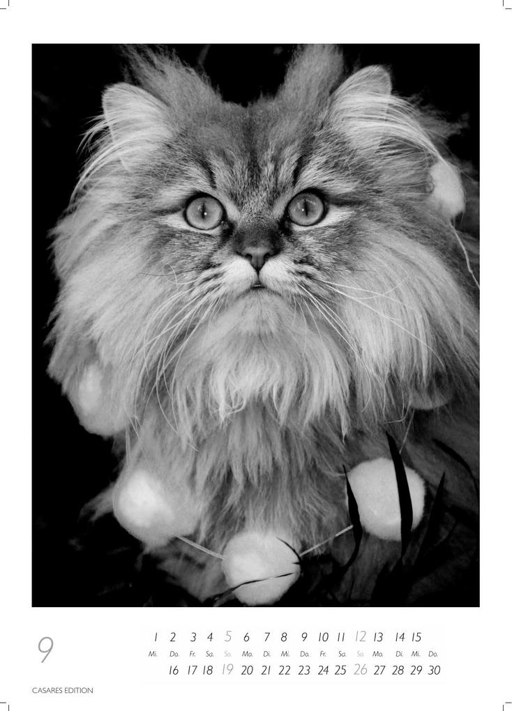 Weitere Ansicht: Cats schwarz-weiss Kalender 2027 - Wandkalender | Fotokalender Tierkalender Grosses Format 59x42cm. - Katzenkalender | Perfekt für Katzenliebhaber und Tierkalenderfans