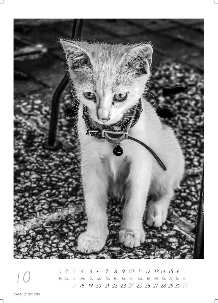 Weitere Ansicht: Cats schwarz-weiss Kalender 2027 - Wandkalender | Fotokalender Tierkalender Grosses Format 59x42cm. - Katzenkalender | Perfekt für Katzenliebhaber und Tierkalenderfans