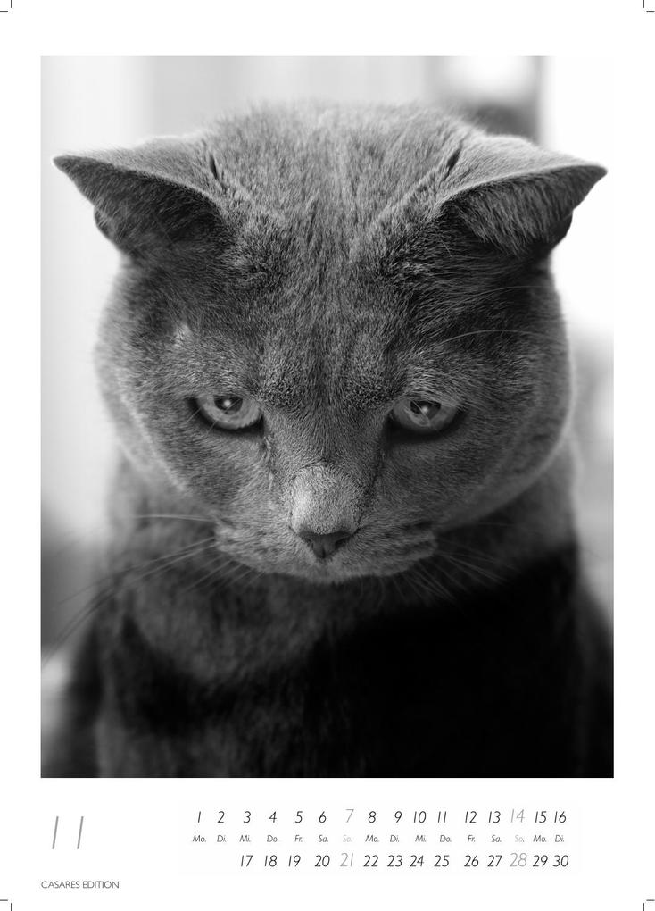 Weitere Ansicht: Cats schwarz-weiss Kalender 2027 - Wandkalender | Fotokalender Tierkalender Grosses Format 59x42cm. - Katzenkalender | Perfekt für Katzenliebhaber und Tierkalenderfans