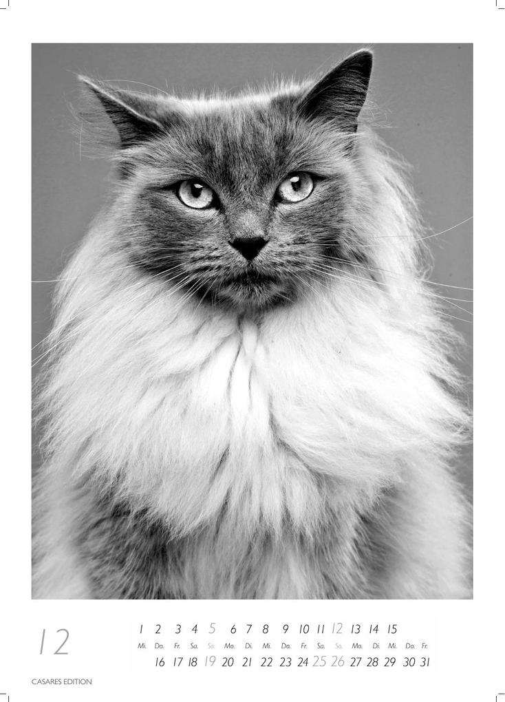 Weitere Ansicht: Cats schwarz-weiss Kalender 2027 - Wandkalender | Fotokalender Tierkalender Grosses Format 59x42cm. - Katzenkalender | Perfekt für Katzenliebhaber und Tierkalenderfans