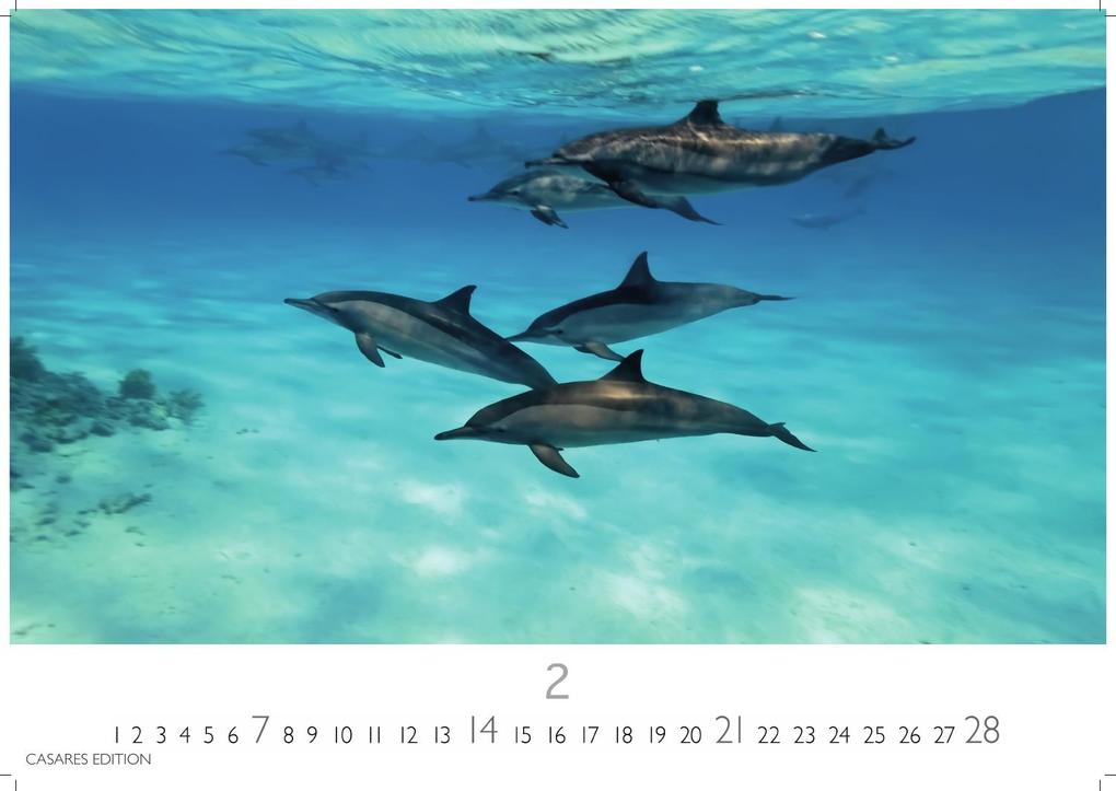Weitere Ansicht: Wale und Delfine Kalender 2027 - Wandkalender | Fotokalender Tierkalender 35x50cm Grosses Format - Hochwertige Fotografien von Walen und Delfinen, die jeden Monat begeistern.