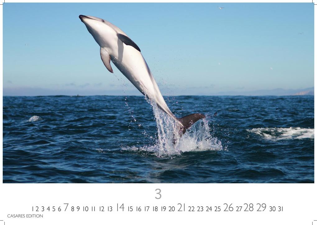 Weitere Ansicht: Wale und Delfine Kalender 2027 - Wandkalender | Fotokalender Tierkalender 35x50cm Grosses Format - Hochwertige Fotografien von Walen und Delfinen, die jeden Monat begeistern.