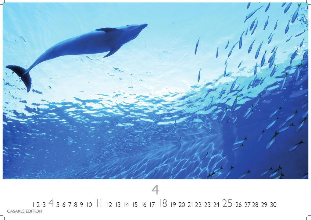 Weitere Ansicht: Wale und Delfine Kalender 2027 - Wandkalender | Fotokalender Tierkalender 35x50cm Grosses Format - Hochwertige Fotografien von Walen und Delfinen, die jeden Monat begeistern.