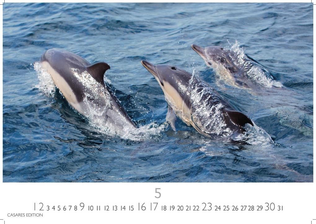 Weitere Ansicht: Wale und Delfine Kalender 2027 - Wandkalender | Fotokalender Tierkalender 35x50cm Grosses Format - Hochwertige Fotografien von Walen und Delfinen, die jeden Monat begeistern.