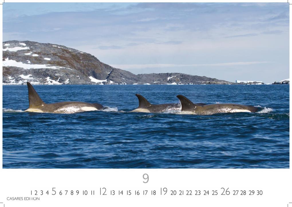 Weitere Ansicht: Wale und Delfine Kalender 2027 - Wandkalender | Fotokalender Tierkalender 35x50cm Grosses Format - Hochwertige Fotografien von Walen und Delfinen, die jeden Monat begeistern.