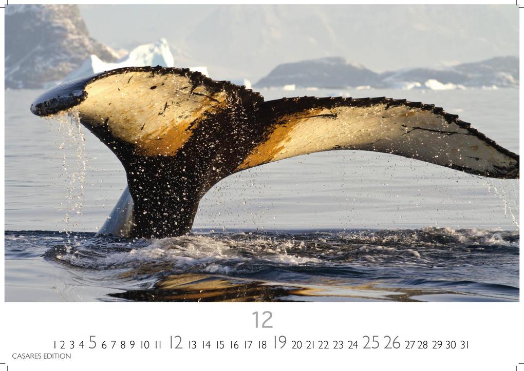 Weitere Ansicht: Wale und Delfine Kalender 2027 - Wandkalender | Fotokalender Tierkalender 35x50cm Grosses Format - Hochwertige Fotografien von Walen und Delfinen, die jeden Monat begeistern.