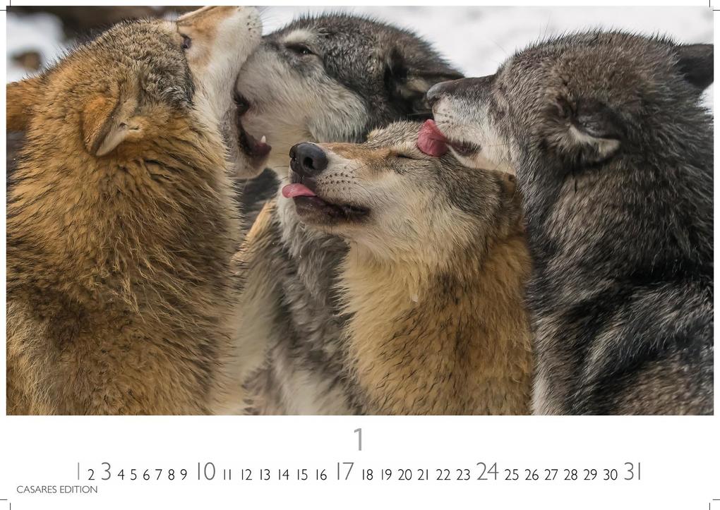 Weitere Ansicht: Wölfe Kalender 2027 - Wandkalender | Fotokalender Tierkalender 35x50cm Grosses Format - . mit faszinierenden Wolf-Motiven,.