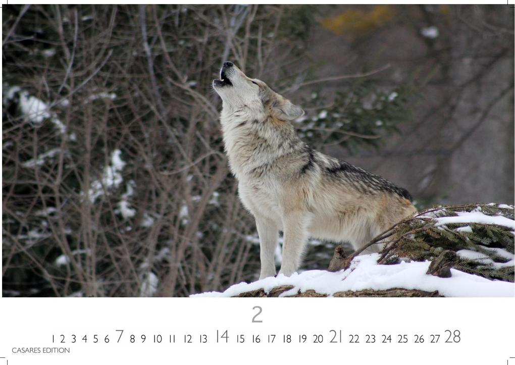 Weitere Ansicht: Wölfe Kalender 2027 - Wandkalender | Fotokalender Tierkalender 35x50cm Grosses Format - . mit faszinierenden Wolf-Motiven,.