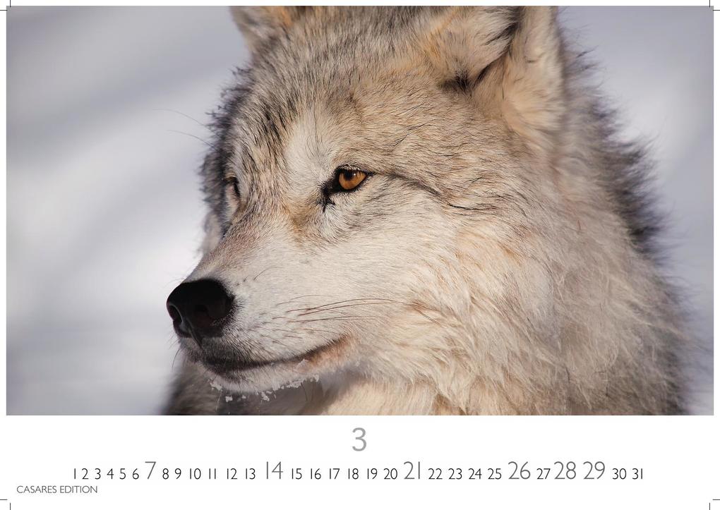 Weitere Ansicht: Wölfe Kalender 2027 - Wandkalender | Fotokalender Tierkalender 35x50cm Grosses Format - . mit faszinierenden Wolf-Motiven,.